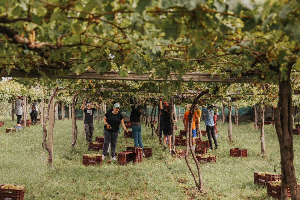 Personas trabajando en la vendimia en O Salés