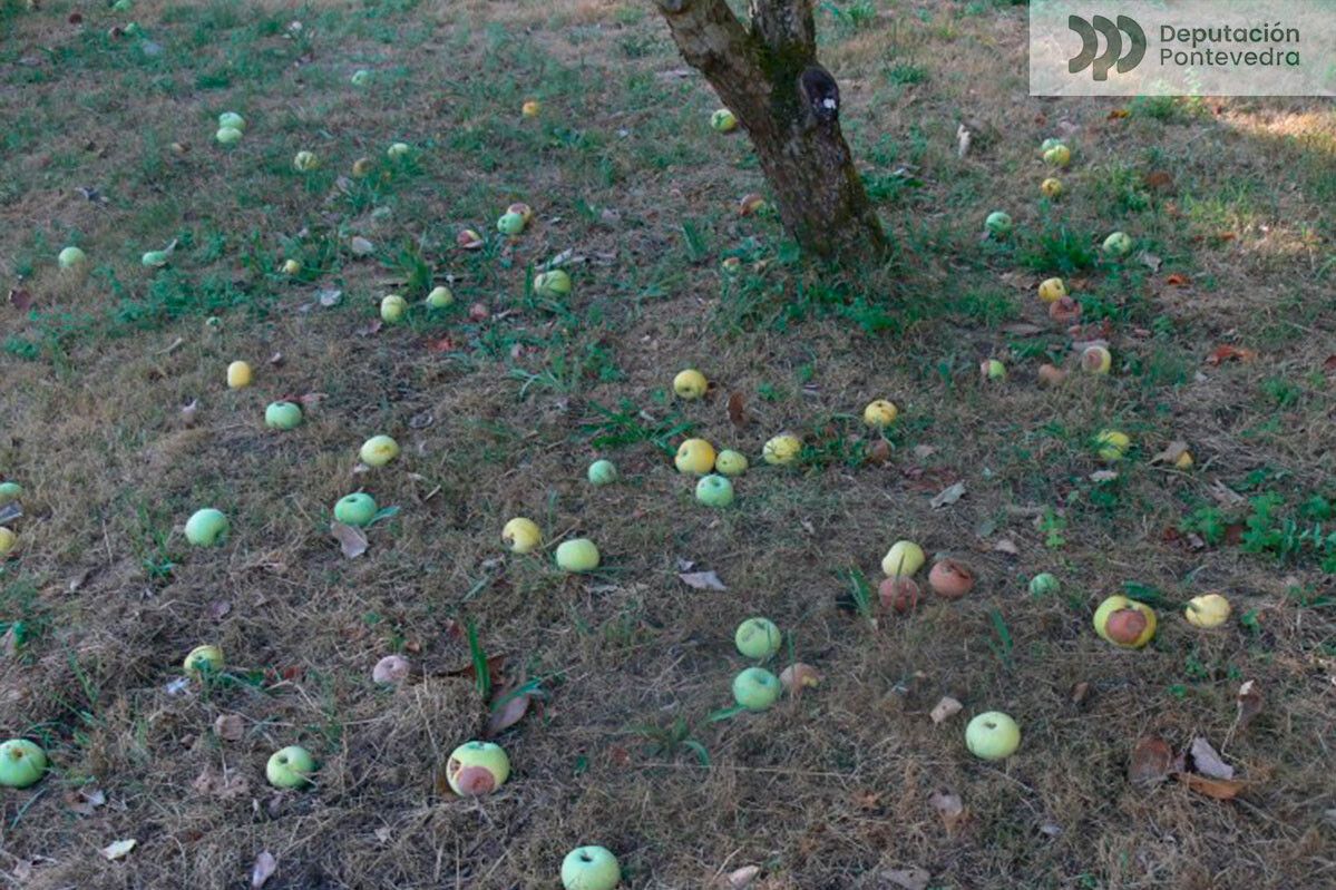 Manzanas en fase de podredumbre