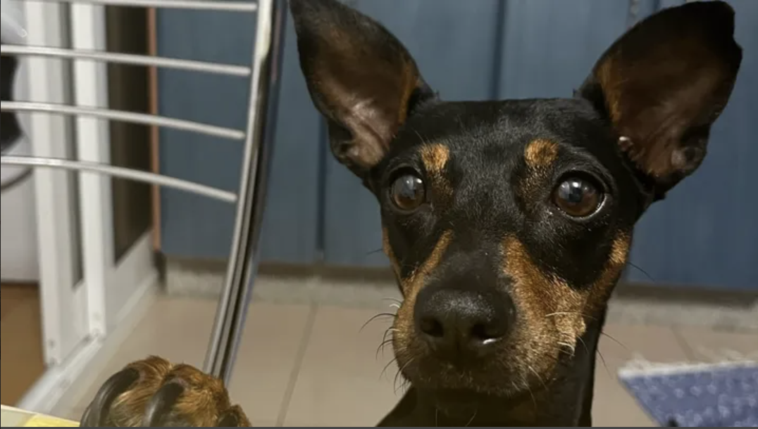 Mika, un pinscher de 9 años de edad que padece un Linfoma tipo B