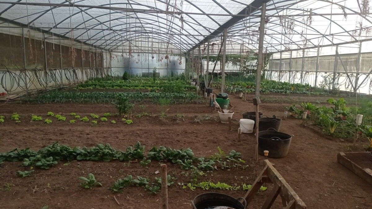 Invernadero de agricultura ecológica del programa "Verdear"