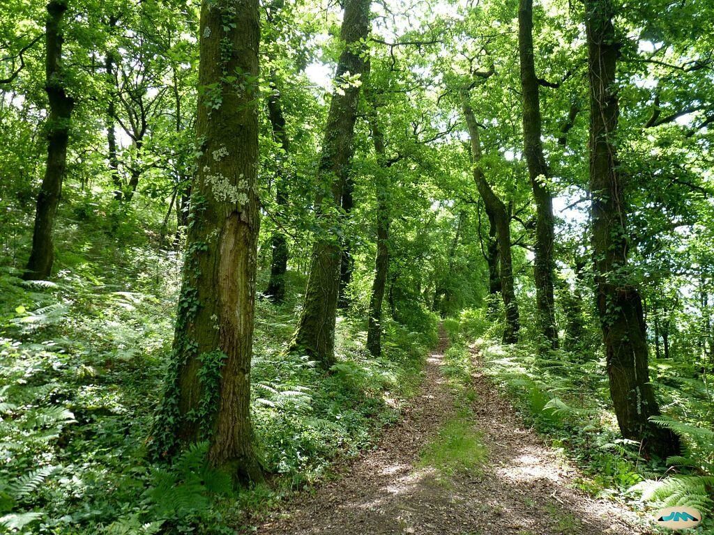 Sendero por el bosque