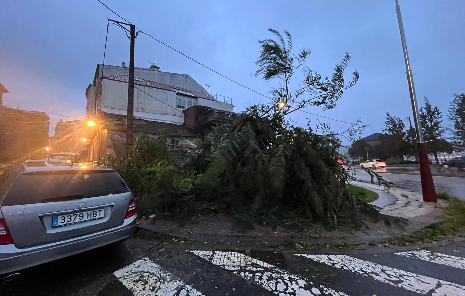 Árbol caído en Pontevedra por el paso del temporal Kirk