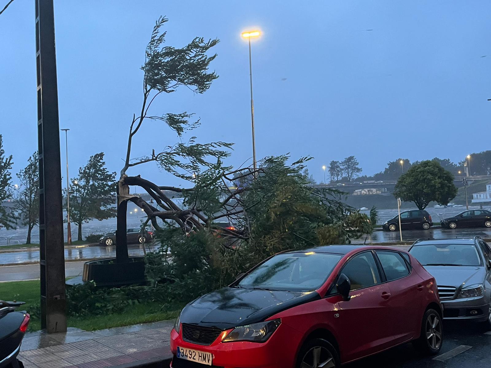 Árbol caído en Avenida Marin durante el temporal Kirk