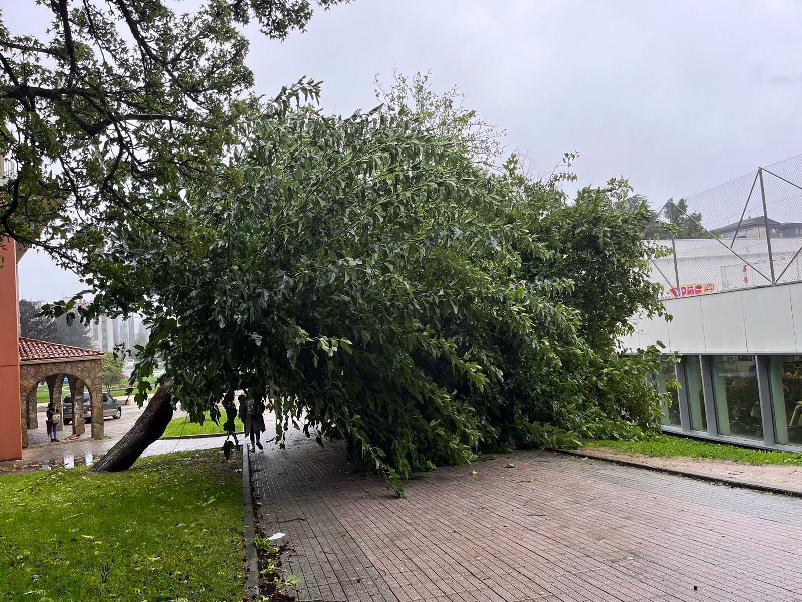 Árbol derribado por el viento en Pontevedra durante el temporal Kirk