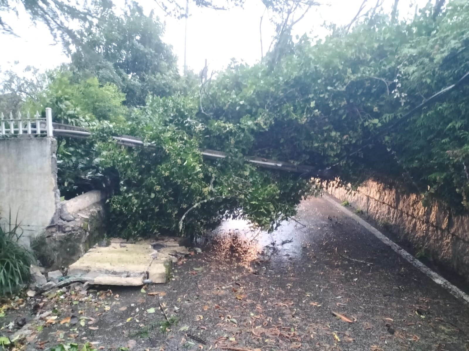 Árbol caído en Poio. Policía Local de Poio