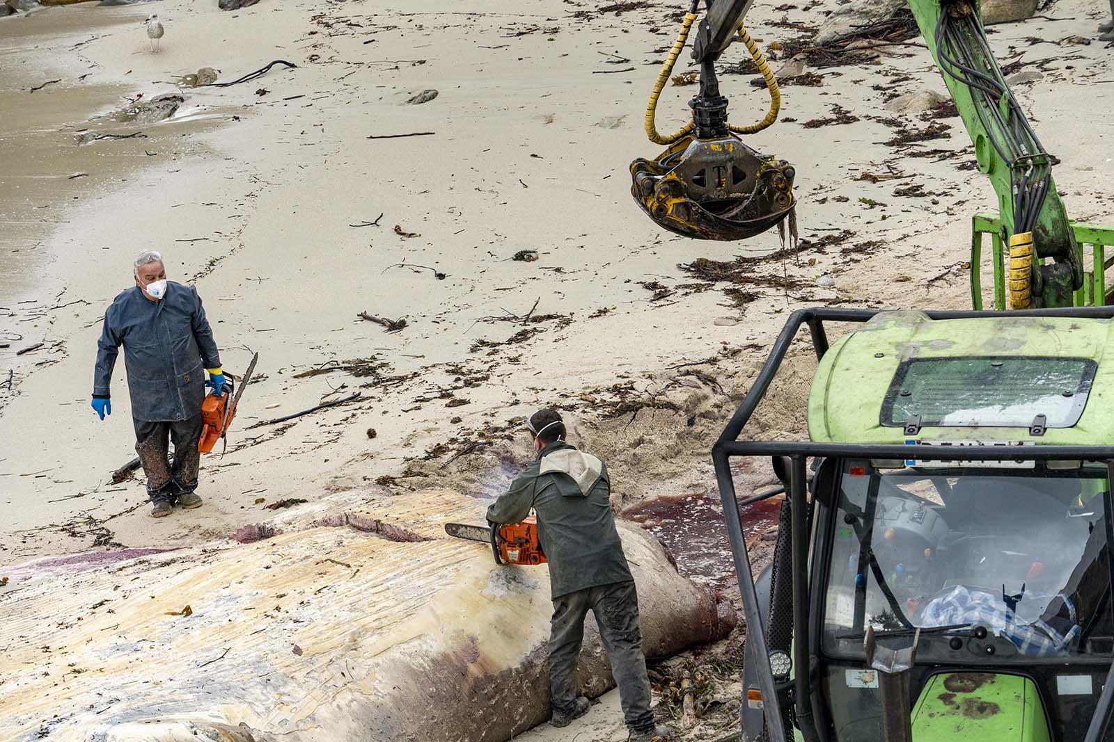 Trabajos para la retirada de la ballena aparecida en Pampaído