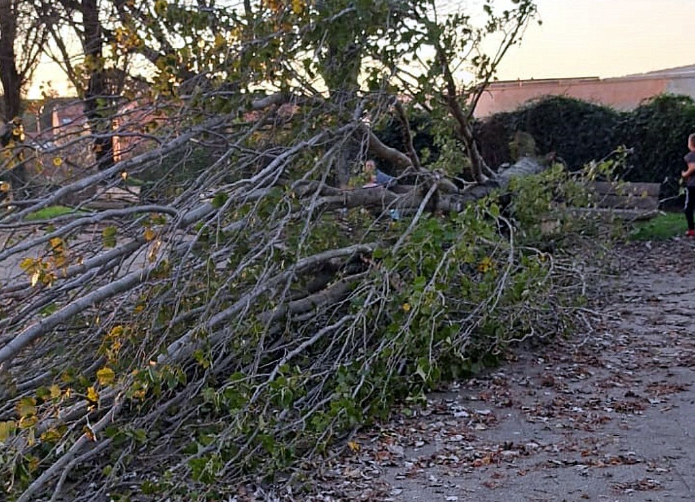 Árbol caído en Seixo