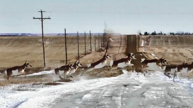 Les Antilopes, de Maxime Martinot