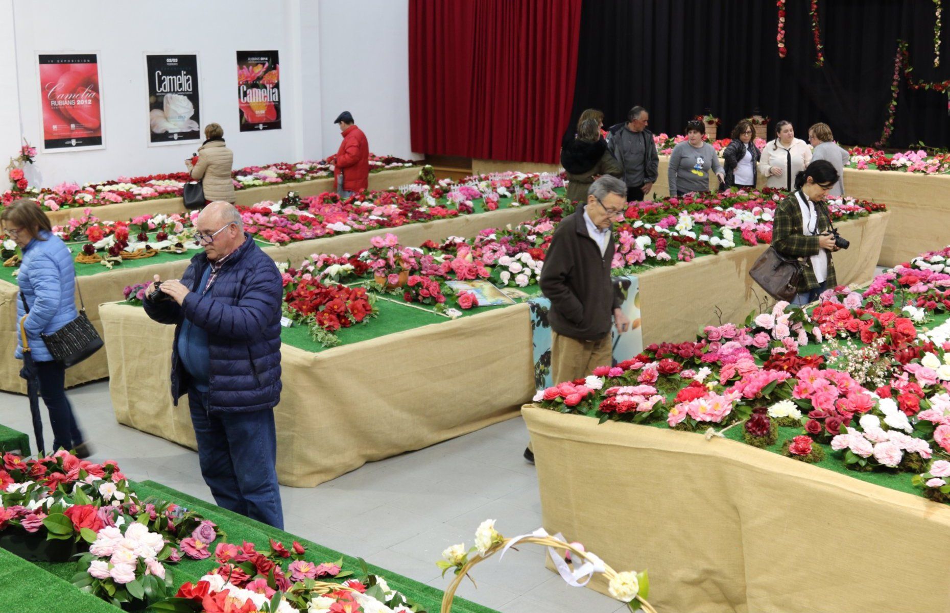 Exposición de Camelias en Rubiáns