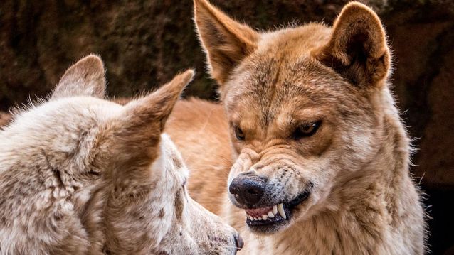 Dingo anoxado impoñendo o seu punto de vista