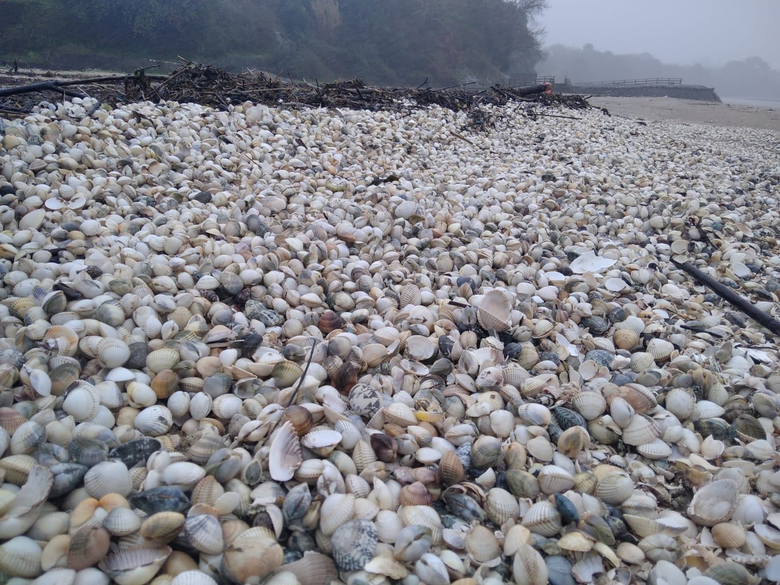 Cunchas de bivalvos na ría de Arousa