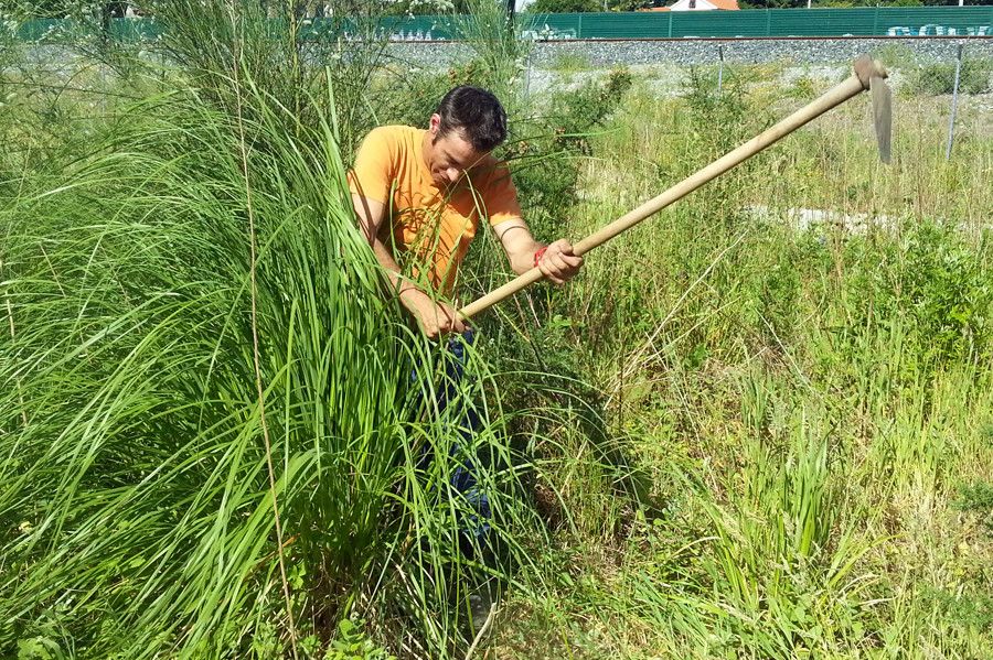 Erradicando la hierba de la Pampa