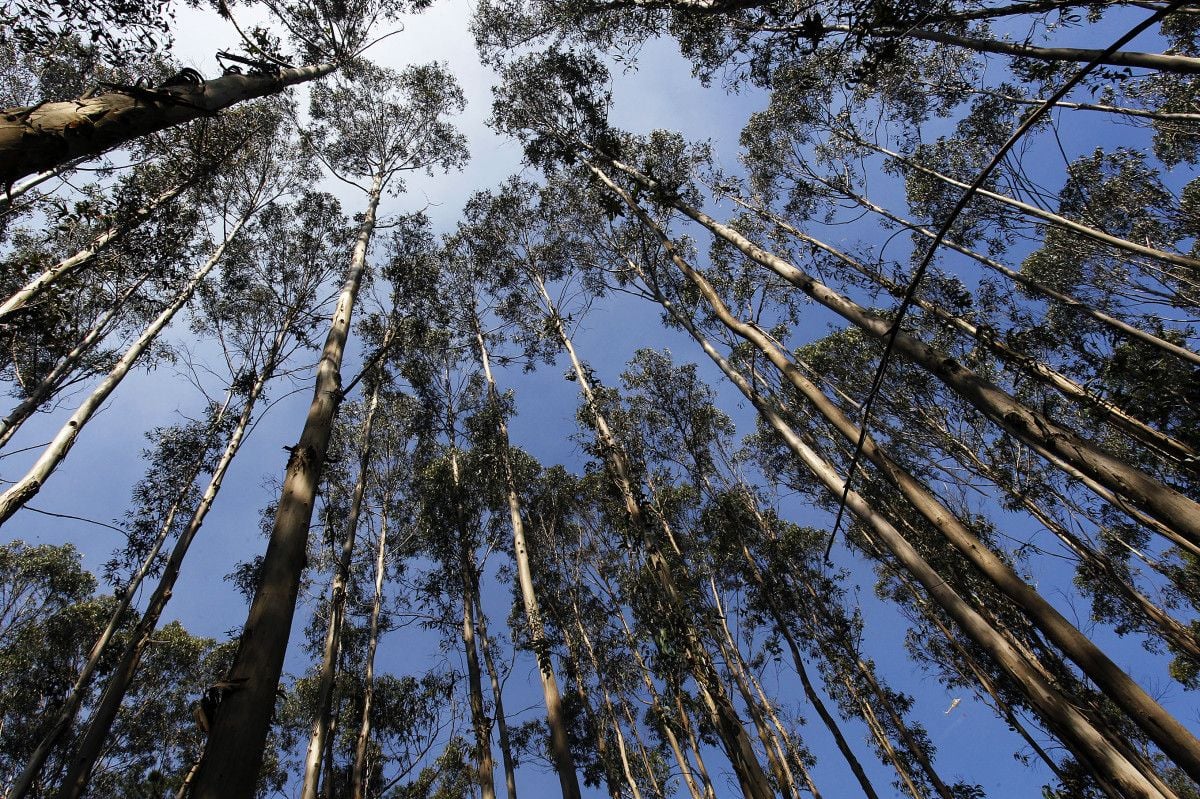 Bosque de eucaliptos