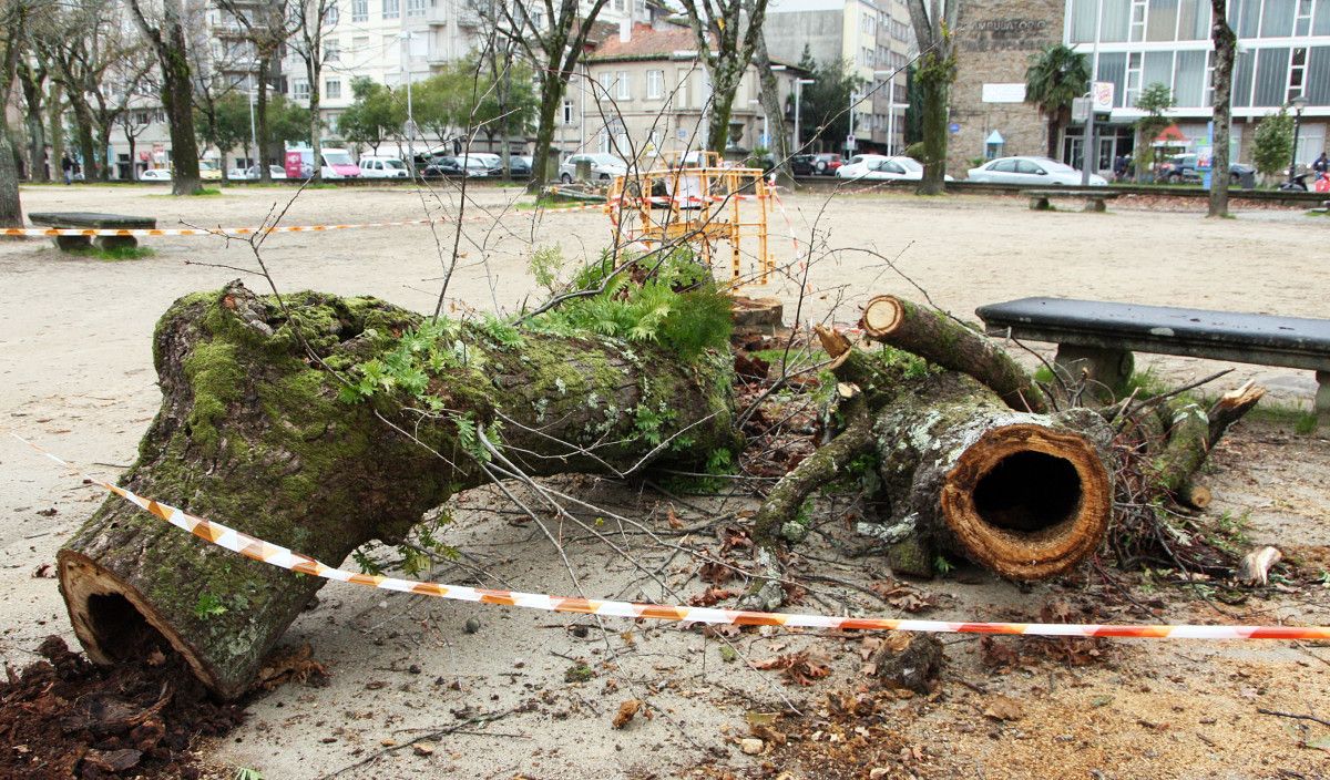 Árbol hueco retirado en la Alameda