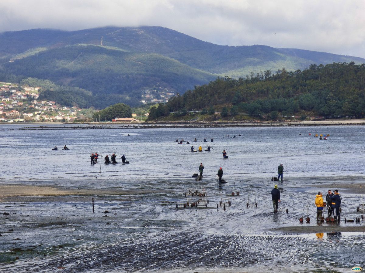 Marisqueo en la ría de Pontevedra 