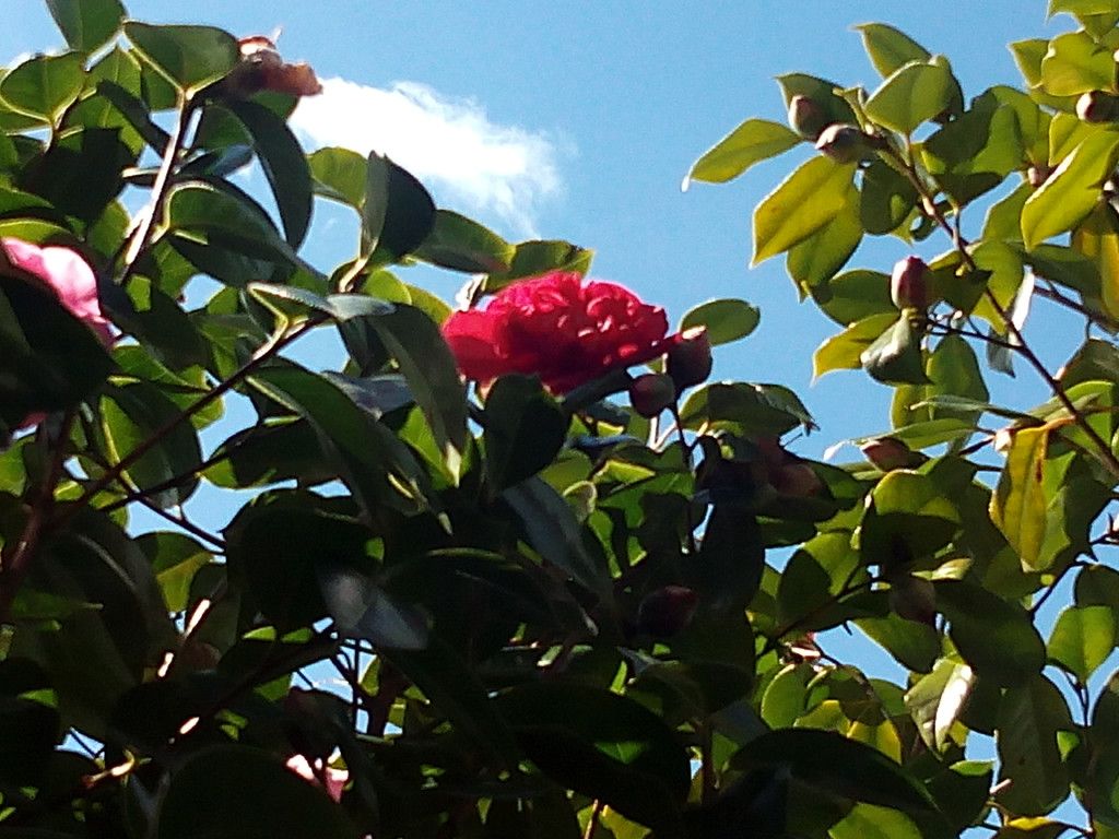 Camelia