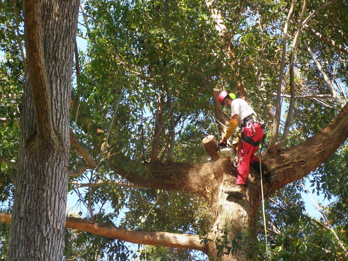 Trabajos de poda en el Mirador de Monteporreiro