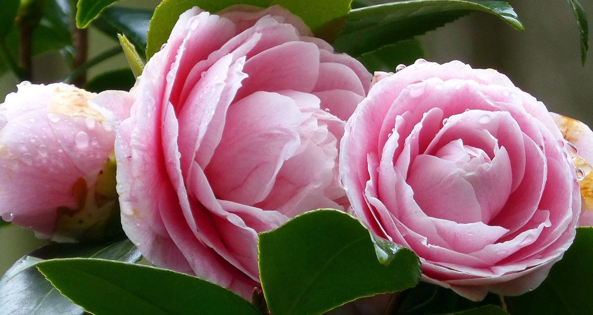 Camelias