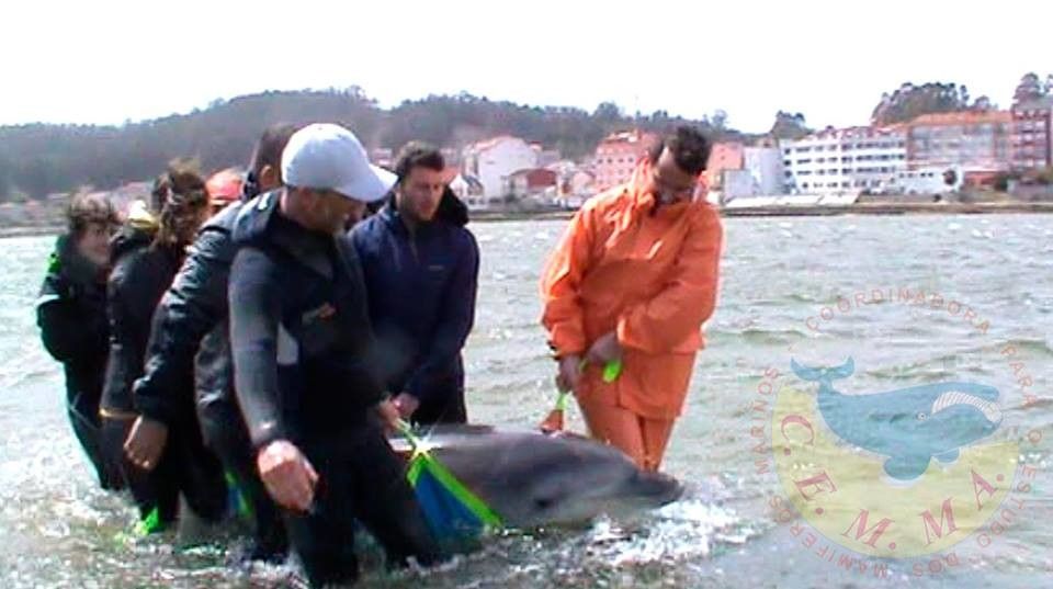 Rescate de dos delfines en O Grove