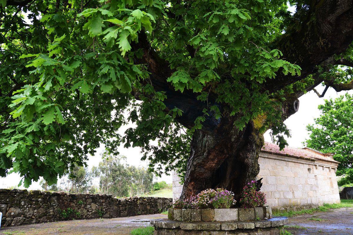 Carballo de Santa Margarita