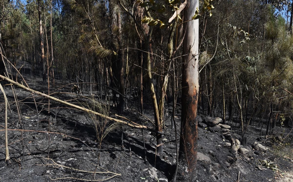 Incendio forestal en Castelo (Lérez)