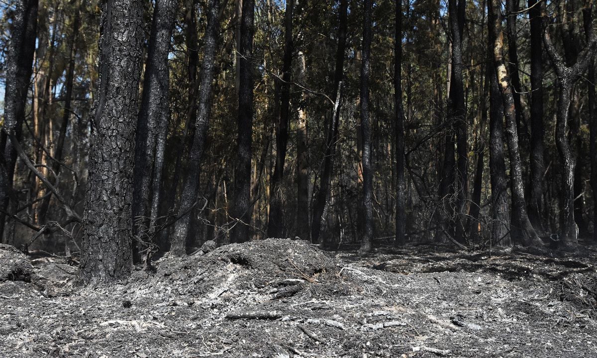 Montes quemados en Cotobade después de los incendios de agosto