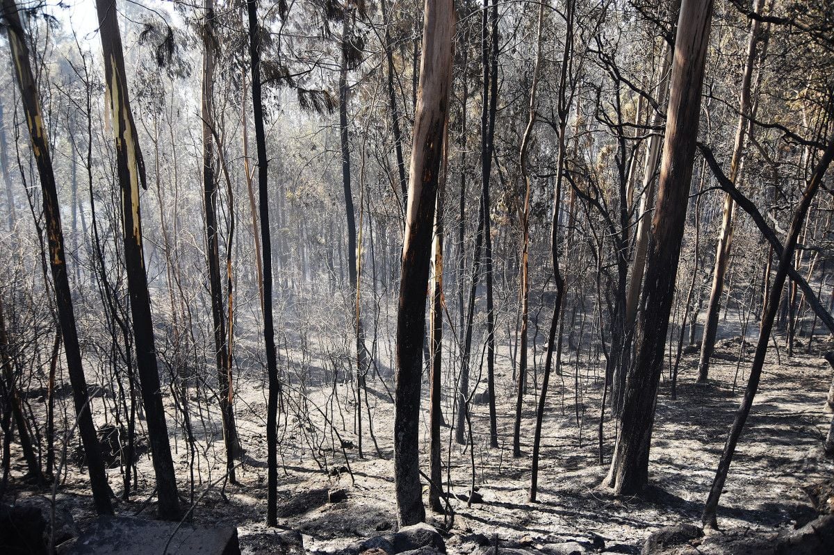 Montes quemados en Cotobade después de los incendios de agosto