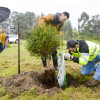 Plantación das árbores de Nadal en Tomeza