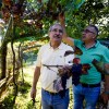 Procesión de Santiaguiño de O Burgo para recoger uvas y maíz