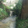 Árboles caídos en el cauce y el sendero del río Gafos