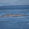 Avistan unha gran balea azul fronte á illa de Ons