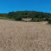 Segunda cosecha en la plantación de Panadería Acuña en Lalín