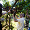 Procesión de Santiaguiño do Burgo para recoller uvas e millo