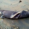Tiburón en la playa de A Lanzada