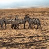 Grupo de cebras en Ngorongoro