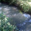 Vertido en el río Pintos que causa la muerte de cientos de peces en O Gafos