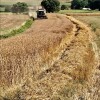 Segunda colleita na plantación de Panadería Acuña en Lalín