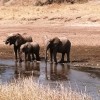 Elefantes a beber no río Tarangire