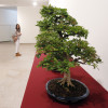 Mostra colectiva de bonsáis no Pazo da Cultura