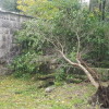 Árbore caída no carreiro do río Gafos