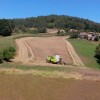 Segunda cosecha en la plantación de Panadería Acuña en Lalín