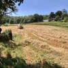 Segunda colleita na plantación de Panadería Acuña en Lalín