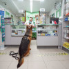Farmacia de San Antoniño, local amigo das mascotas de Pontevedra