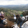 Voluntarios esparcen paja en los montes quemados en Ponte Caldelas
