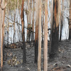 Tarefas de extinción dun lume en Tomeza