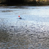 Búsqueda del piragüista desaparecido en el río Lérez 