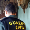 La Guardia Civil se incauta de 400 plantas de marihuana en una plantación "indoor" 
