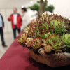 Mostra colectiva de bonsáis no Pazo da Cultura