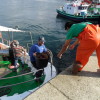 Primer día de la campaña de la centolla 2012 en el puerto de O Grove