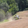 Segunda colleita na plantación de Panadería Acuña en Lalín